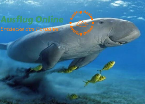 Abu Dabbab Schnorcheln