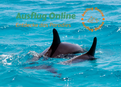 Delfin Ausflug Hurghada – VIP Elite Ausflug