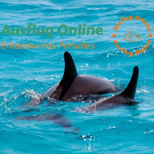 Ein Delfinausflug in Hurghada ist eine unvergessliche Erfahrung und eine großartige Möglichkeit, die natürliche Schönheit des Roten Meeres zu erleben und die faszinierende Welt der Delfine hautnah zu erleben.